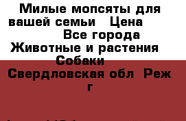 Милые мопсяты для вашей семьи › Цена ­ 20 000 - Все города Животные и растения » Собаки   . Свердловская обл.,Реж г.